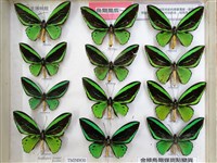 綠鳥翼蝶藏品圖，第2張